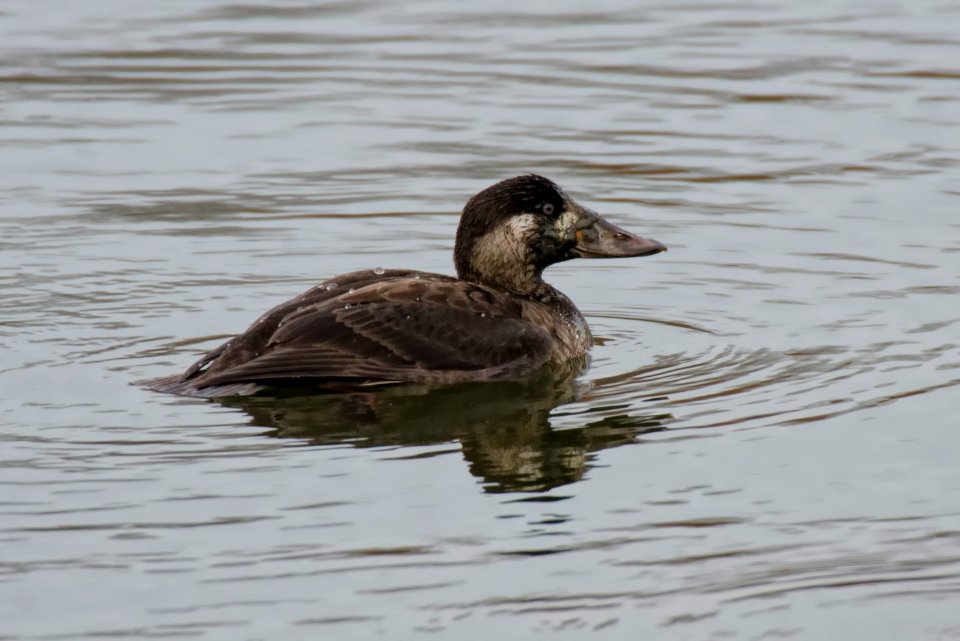 Surf Scoter