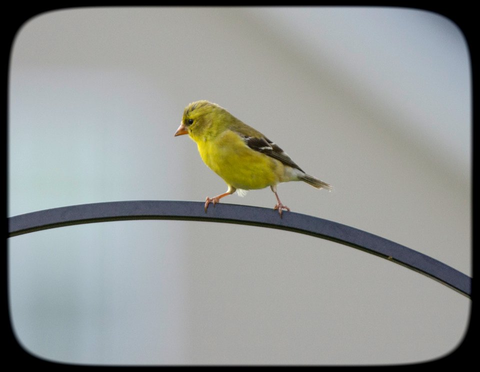 American Goldfinch