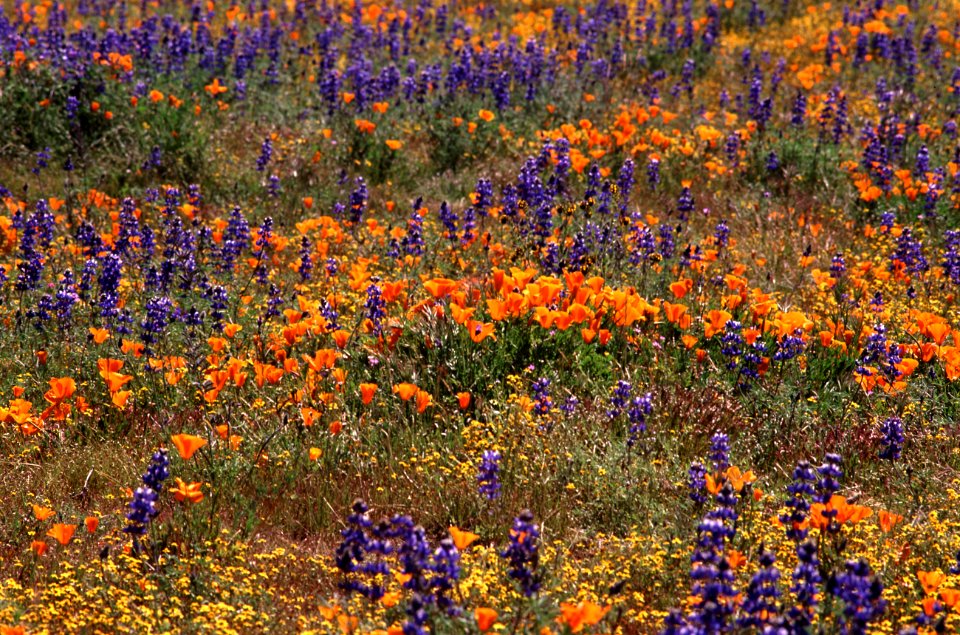 CARRIZO - Wildflowers of 05 -5