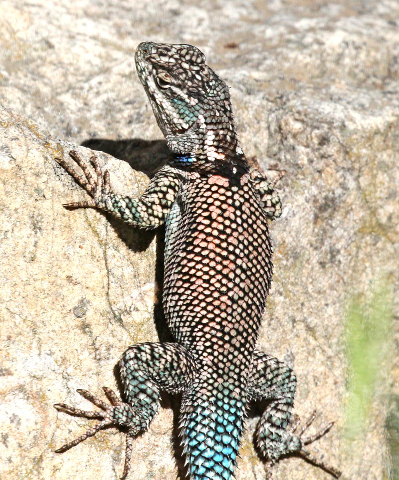 LIZARD, YARROW'S SPINY (Sceloporis jarrovii) (8-15-2015) ramsey canyon, cochise co, az -09