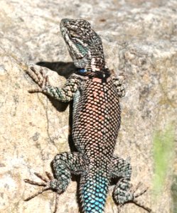 LIZARD, YARROW'S SPINY (Sceloporis jarrovii) (8-15-2015) ramsey canyon, cochise co, az -09