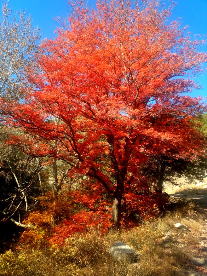 HUACHUCA MOUNTAINS, Garden Canyon, AZ -23 (11-6-20) fall color -01