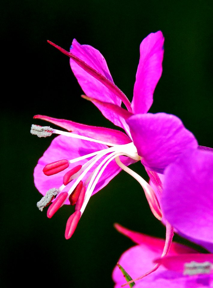 FLOWER (7-19-2019) 5400 ft, emerald lake c g,west rosebud road, custer-gallatin nat for, stillwater co, mt -12
