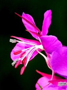 FLOWER (7-19-2019) 5400 ft, emerald lake c g,west rosebud road, custer-gallatin nat for, stillwater co, mt -12