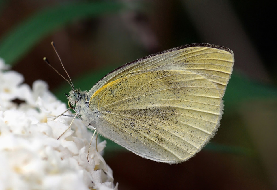 Macro insect wings