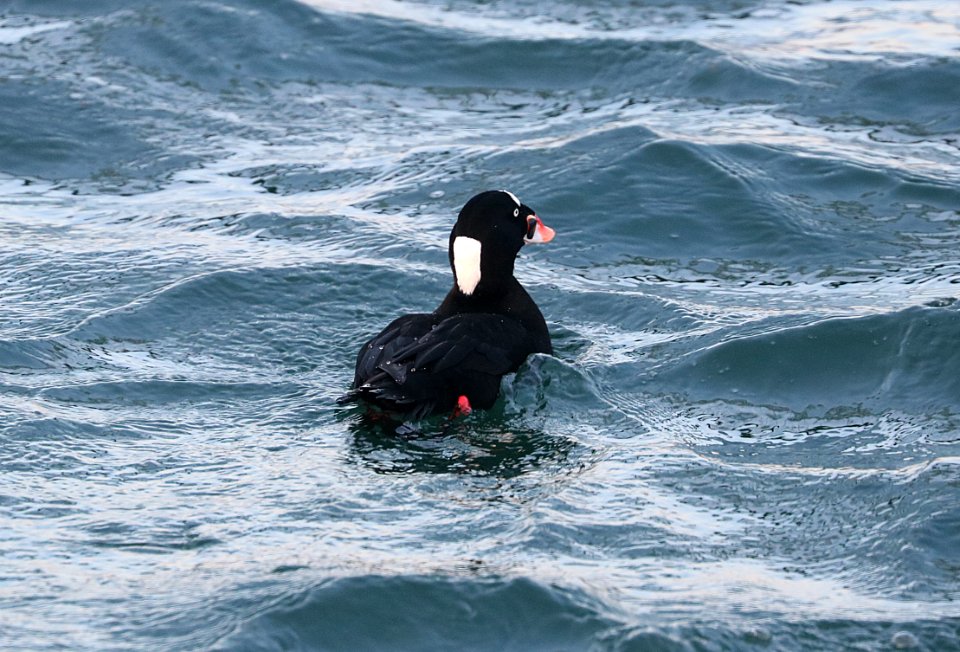 053 - SURF SCOTER (12-31-2017) yaquina bay, newport, lincoln co, or -01