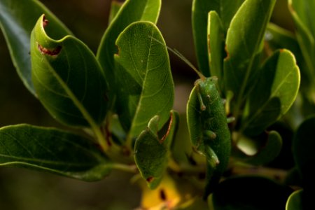 Timema cristinae 'Ceanothus' female
