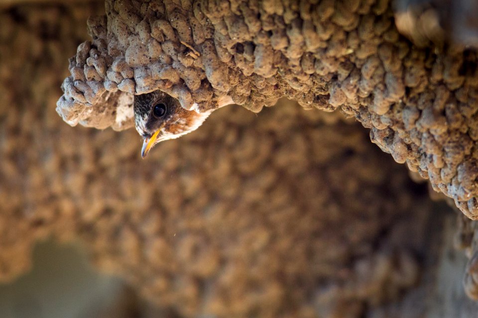 Cliff swallow