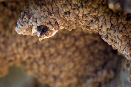 Cliff swallow photo