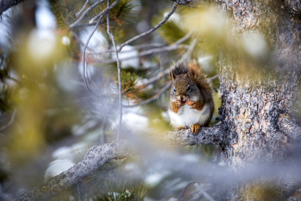 Red squirrel