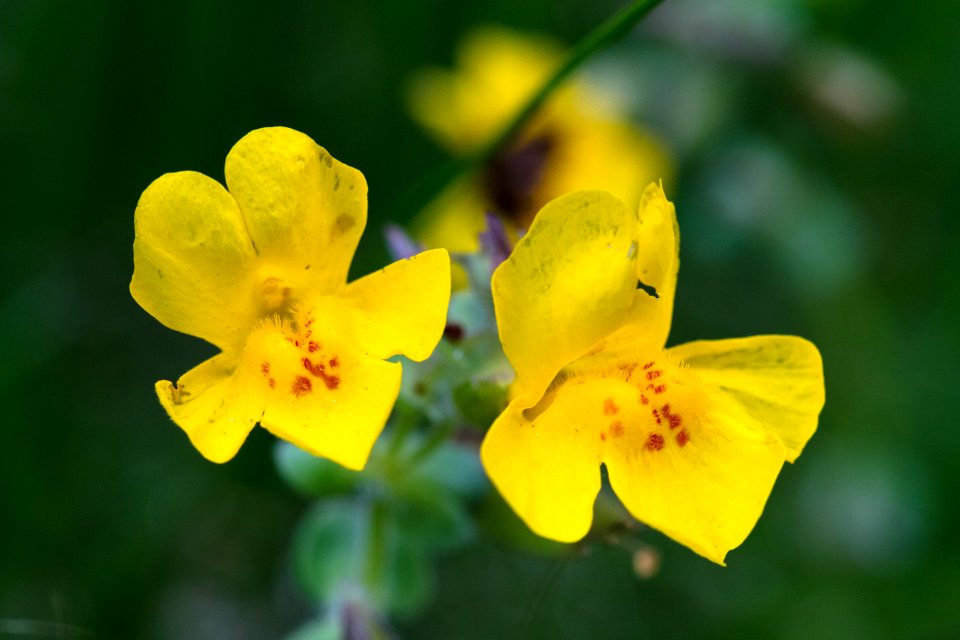 Seep monkeyflower - Mimulus guttatus
