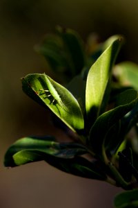 California stick insect (Timema cristinae)