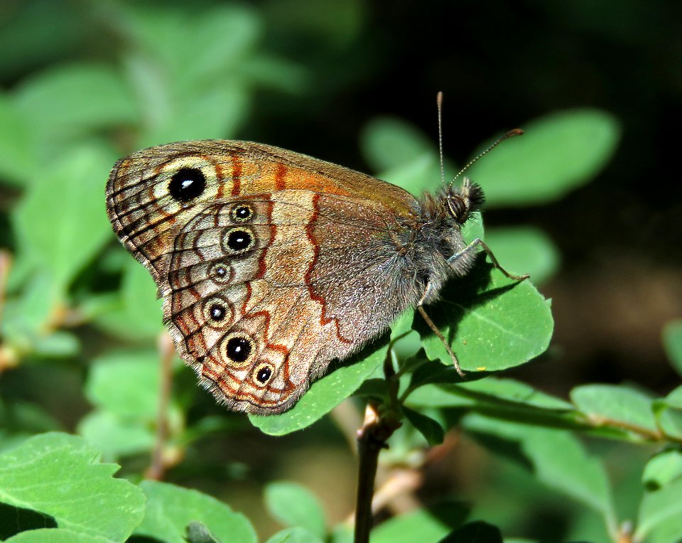 SATYR, PINE (Paramacera allyni) (6-13-2020) barfoot meadow, chiricahua mts, cochise co, az -03