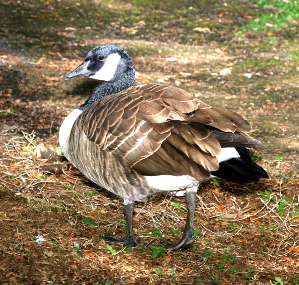 CACKLING GOOSE (9-6-2017)  Waiakea Pond, hilo, hawai'i co, hawaii -04