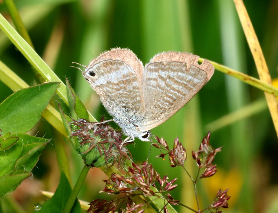 LONG-TAILED BLUE (Lampides boeticus) (8-30-2017) hakalau forest national wildlife refuge, hawaii co, hawaii -01