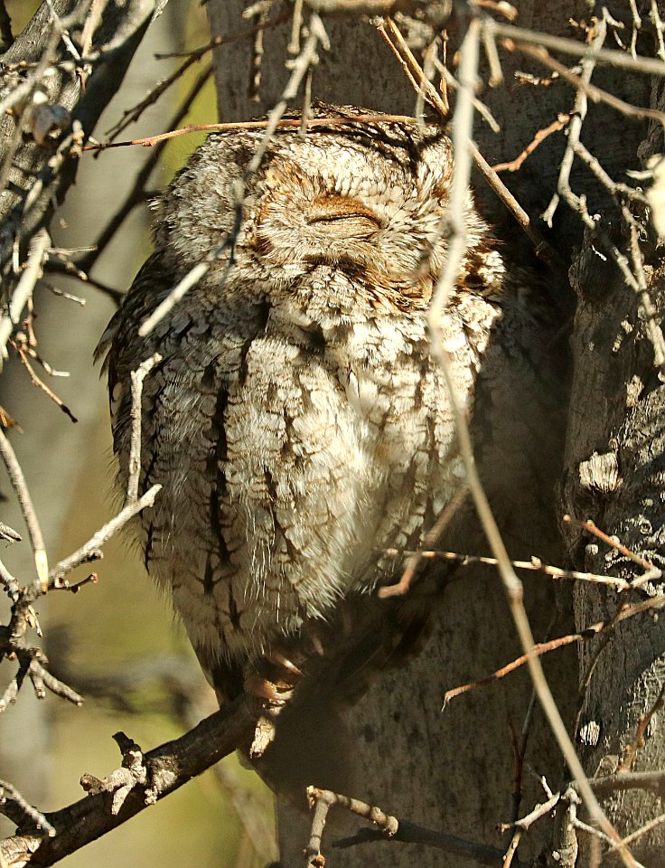 454 - WHISKERED SCREECH-OWL (2-2012019) proctor trail, madera canyon, pima co, az -02
