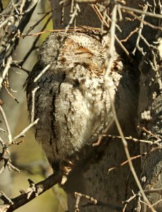 454 - WHISKERED SCREECH-OWL (2-2012019) proctor trail, madera canyon, pima co, az -02