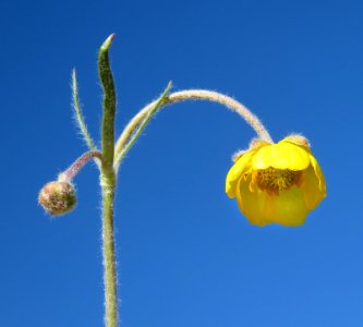 FLOWER, sp 2 (5-23-2020) terry flats, escdilla mts, apache co, az -03
