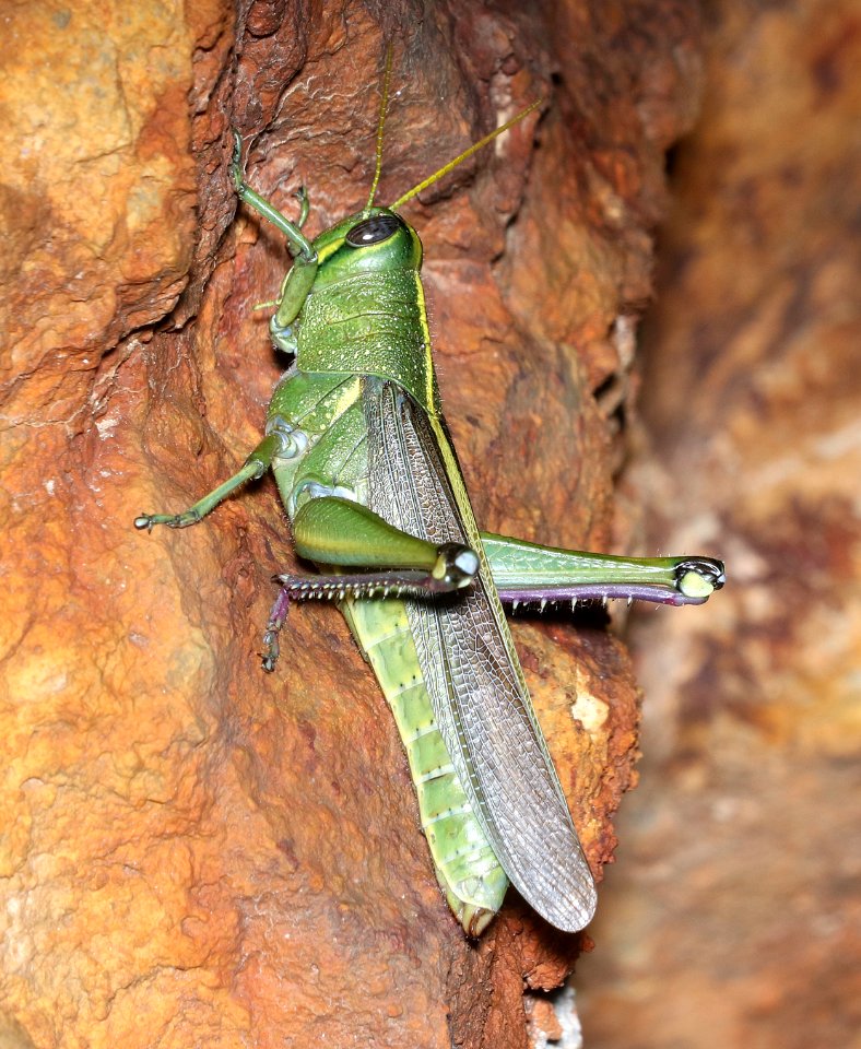 GRASSHOPPER, OBSCURE BIRDWING (Schistocerca americana) (11-14-2017) humboldt cyn, patagonia mts, santa cruz co, az -01