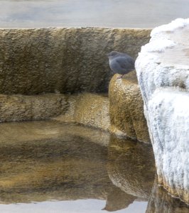 American dipper at Mound Terrace
