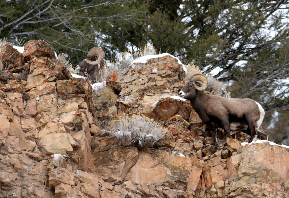 Bighorn sheep rams