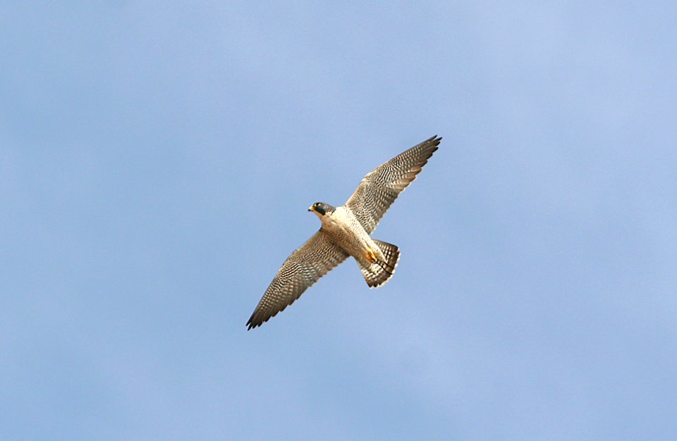 555 - PEREGRINE FALCON  (11-11-08) morro rock, sloco, ca