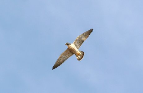 555 - PEREGRINE FALCON  (11-11-08) morro rock, sloco, ca
