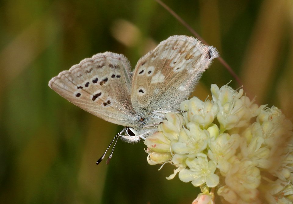 BLUE, ARCTIC (Agriades glandon) (8-19-2020) 7200 ft, west of togwotee pass, teton co, wy -01