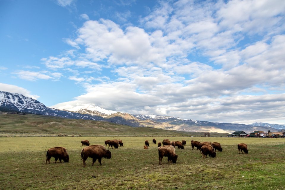 Bison grazing near the North Entrance on a spring morning