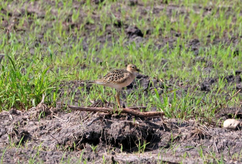 329 - BUFF-BREASTED SANDPIPER (8-28-2016) sod farms east of victoria, victoria co, tx -02