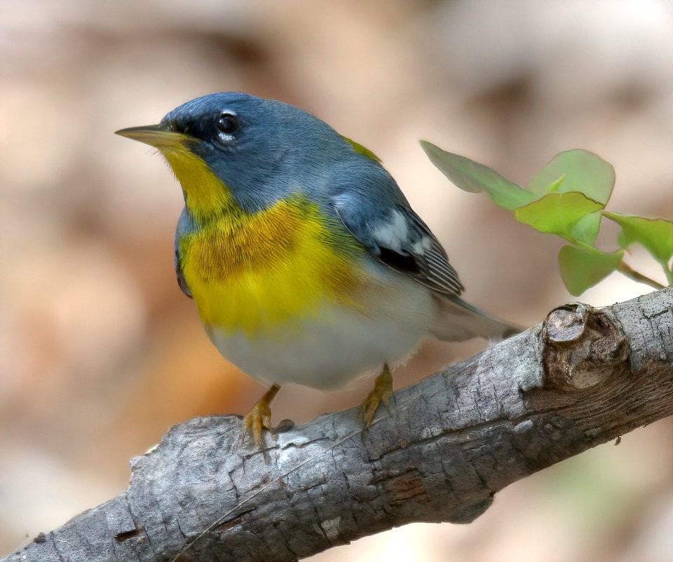 Northern Parula photo