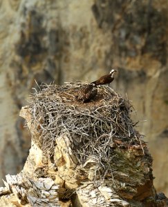Adult osprey and fledgling in nest in Grand Canyon of the Yellowstone photo