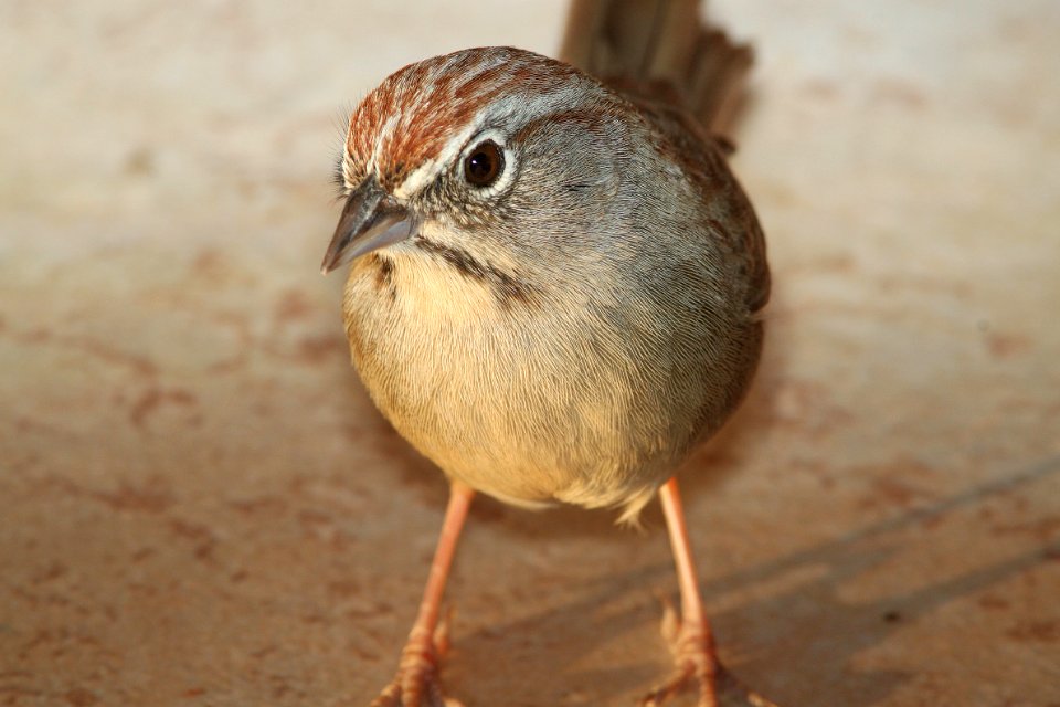 862 - RUFOUS-CROWNED SPARROW (3-24-11) 78 circulo montana, patagonia lake ranch estates, scc, az  (2)