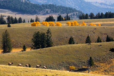 Elk on Mt. Everts