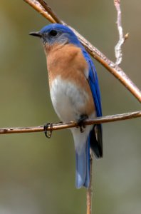 Eastern Bluebird photo