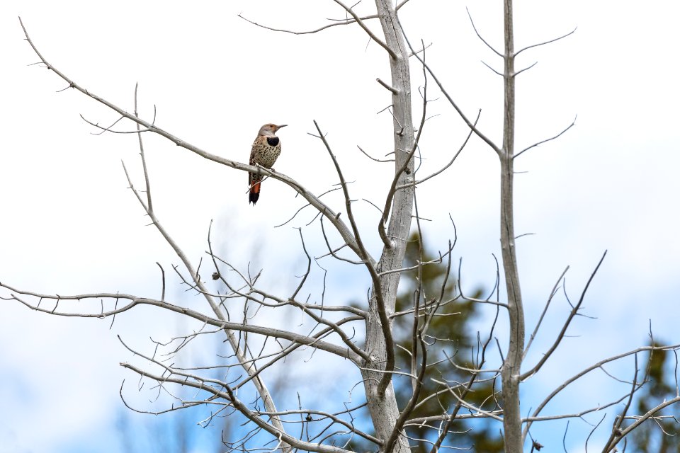 Northern flicker (Colaptes auratus) perched along the Bunsen Peak Road
