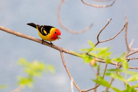 Western tanager and insect