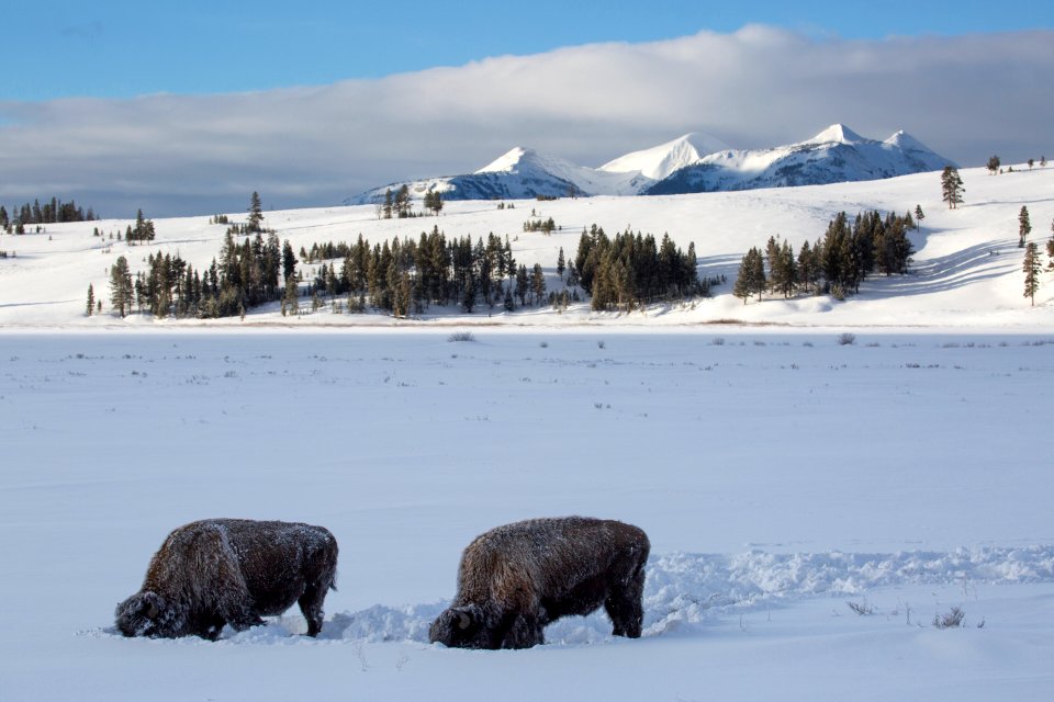 Bison on Swan Lake Flat