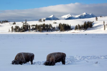 Bison on Swan Lake Flat photo