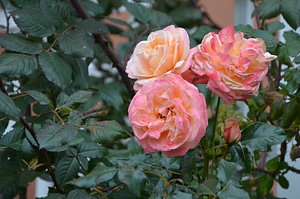 Nature petal floral photo