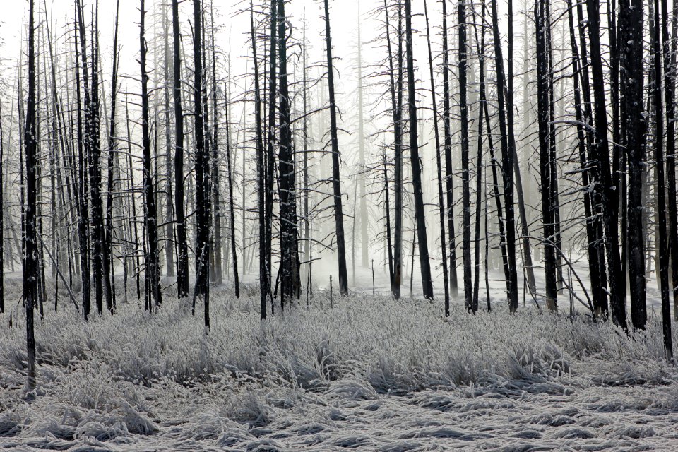 Frosty morning in the Lower Geyser Basin