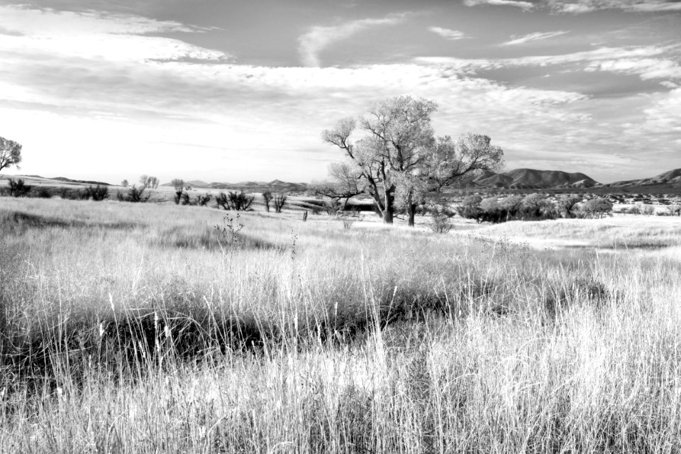 AZ - SAN RAFAEL VALLEY GRASSLANDS, SE of Patagonia, scc  (3)