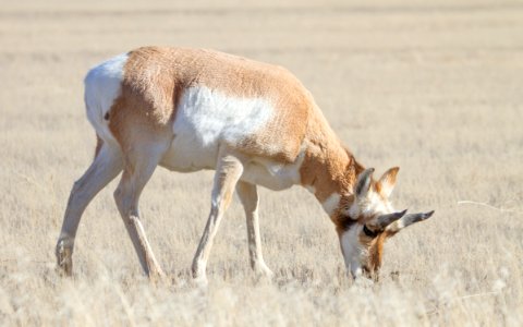 Pronghorn buck photo