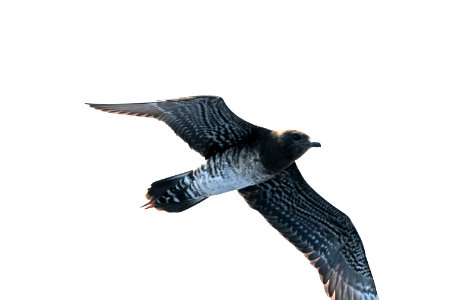 398 - LONG-TAILED JAEGER (6-2-2017) off hatteras, dare co, nc -04