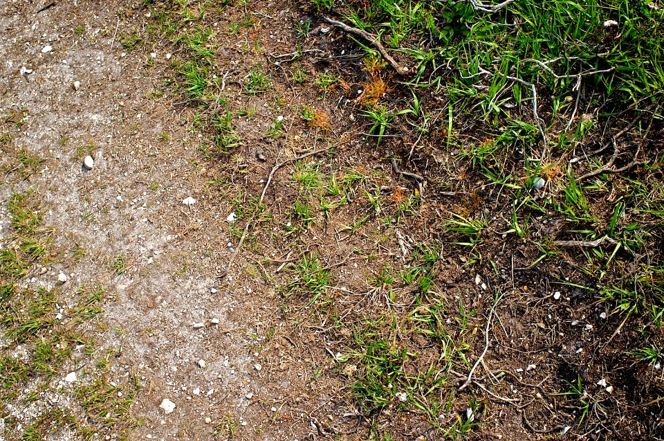 New Forest - Dirt Track
