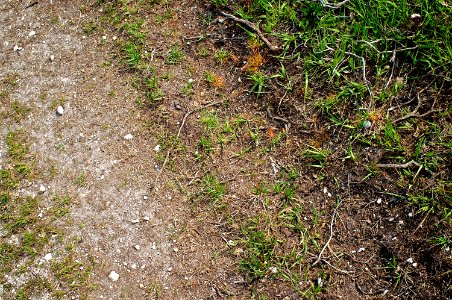 New Forest - Dirt Track
