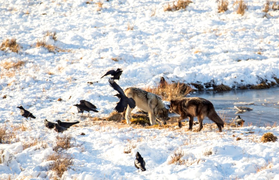 Wolves at Blacktail Pond