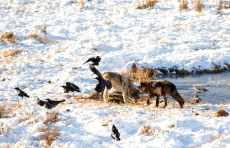 Wolves at Blacktail Pond