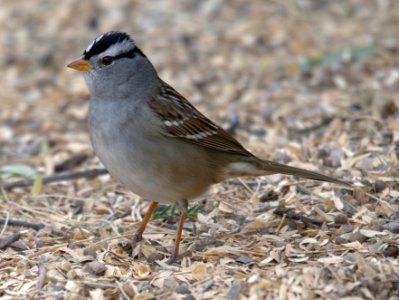 White-Crowned Sparrow photo