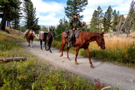 Ranger Dooley leads a string into the backcountry along the Slough Creek Trail photo